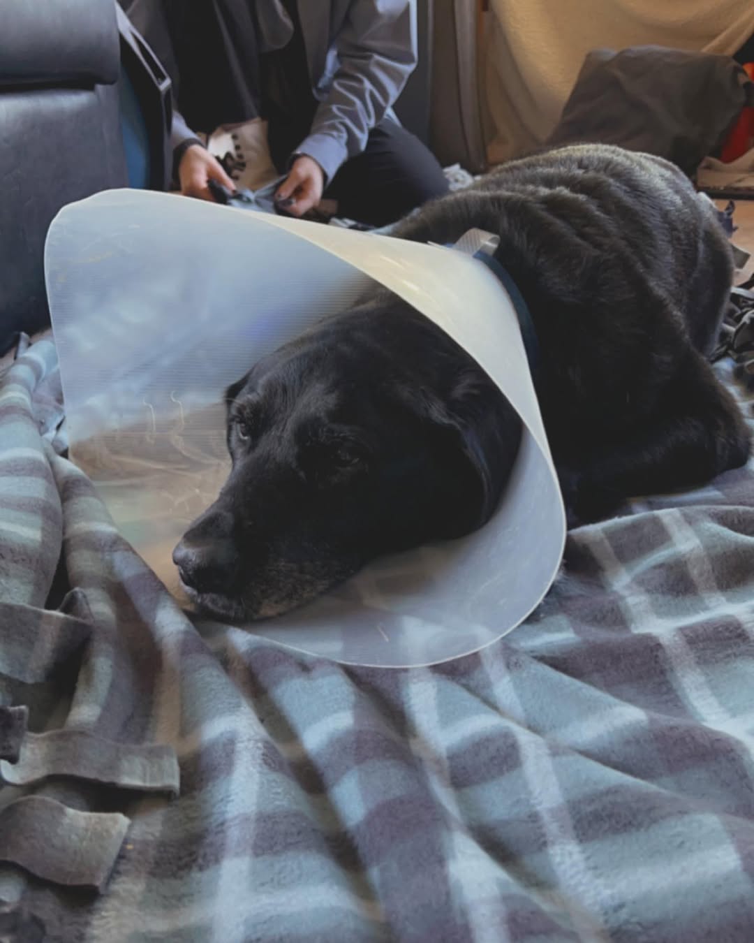 a photo of leia, a black lab, laying down on an in-progress tie blanket with a cone on