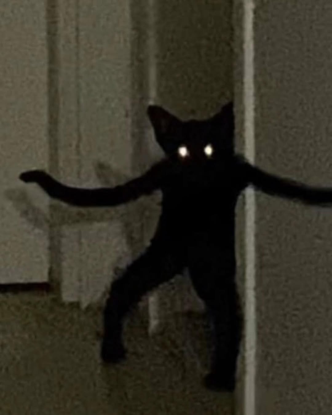 meme pic of a fucked up void cat