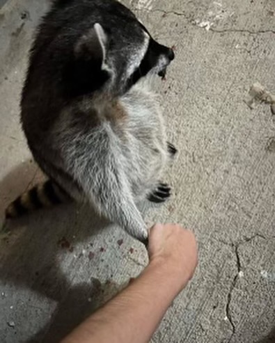 meme photo of a person holding a raccoon's hand